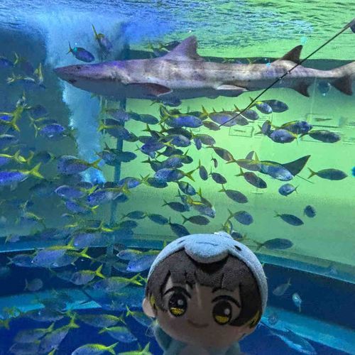 イルカはいなかったけど、お魚いっぱいみた！