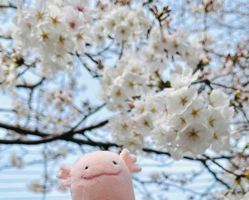 さくらをみたよ