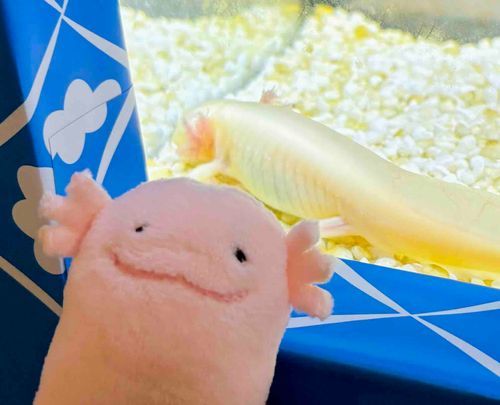 ぼくのなまえのゆらいになった　うーぱーるーぱーにあったよ
ぴんくのこはねていたよ
くろのこはいっしょにおしゃしんうつってくれたよ