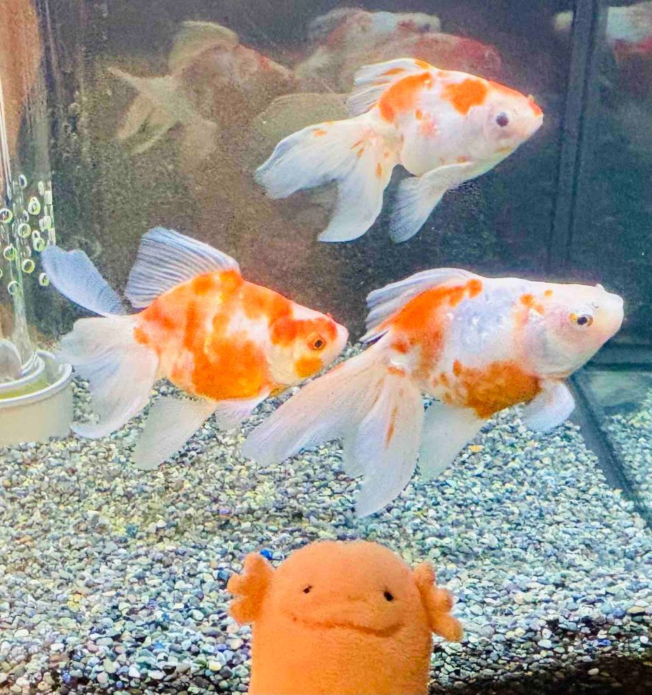 きんぎょがたくさんいたよ