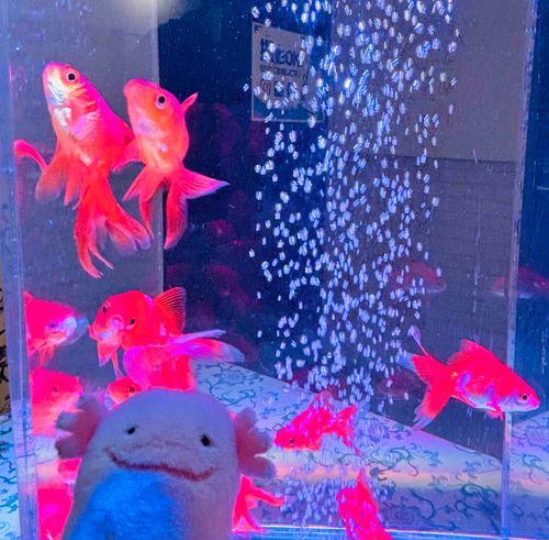 きんぎょがたくさんいたよ