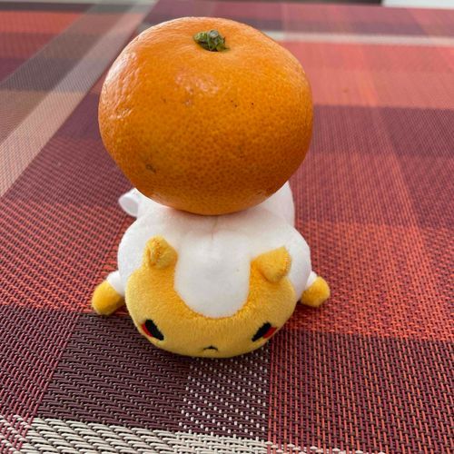 亀さんの真似してみたの〜！