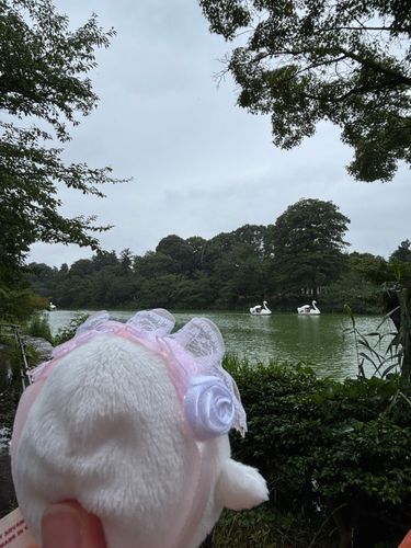 あれが、スワンボート…。
カップルばっかだね🦭