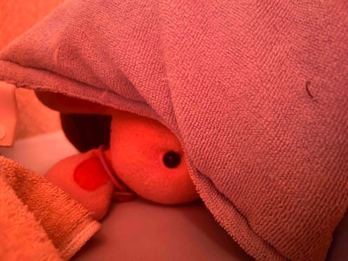 やつだ……


うさぎだ………！！！

（進撃の巨人ふう）