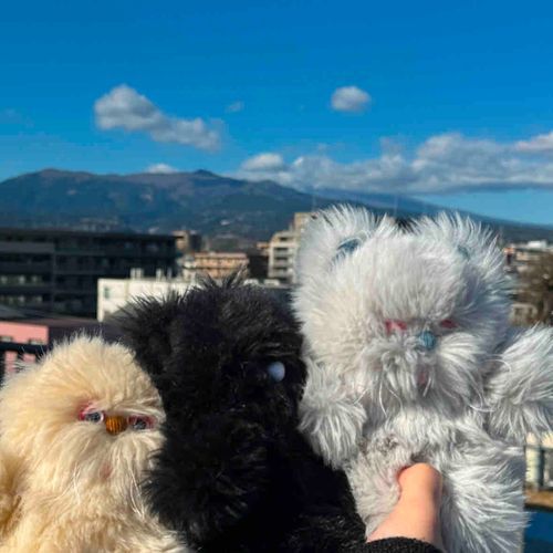 あけおめ！
2025は三兄弟仲良く過ごせるといいね
隠れちゃったけど後ろは富士山
(チュウ)
