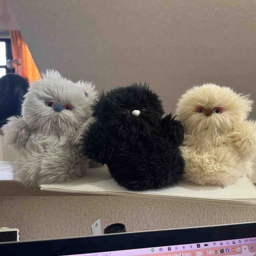 PCに張り付く大きい友達を応援！
ねこは気ままでいいぞ〜。
(ノッポ)