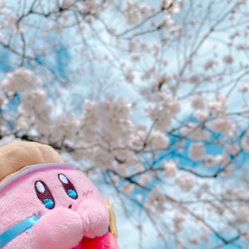 お花見ぽよー
お団子持ってまた来ようぽよ🍡