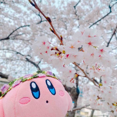 お花見行ってきたぽよ〜！！
曇ってたけど桜が満開できれいだったぽよ🥰