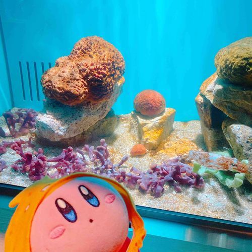 水族館にも行ってきたぽよ😘だいすきなお魚！！こんなにたくさんの種類がいるぽよね〜🤔