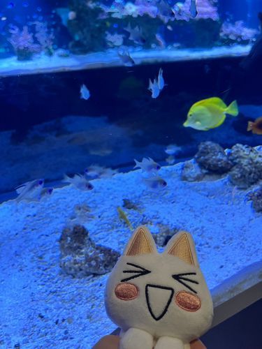 すみだ水族館に行ったニャ
お魚って胸キュン♡