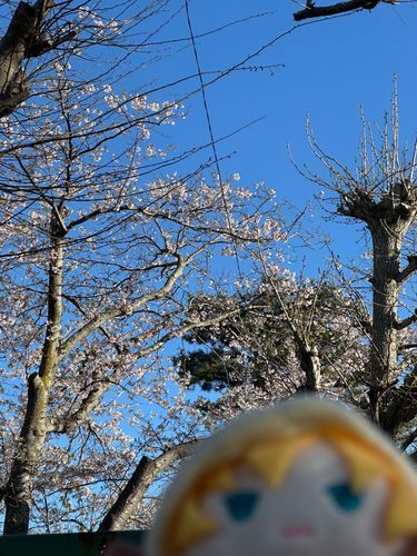 さくらさいてたゃ