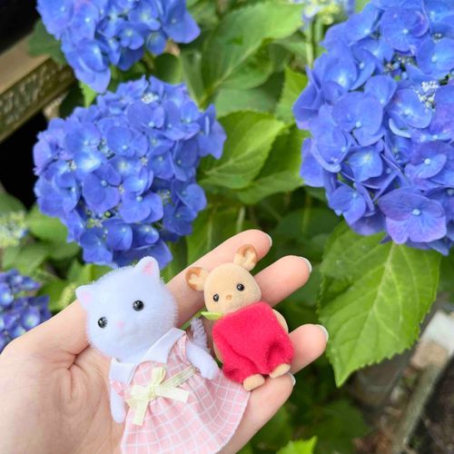 つゆがくる