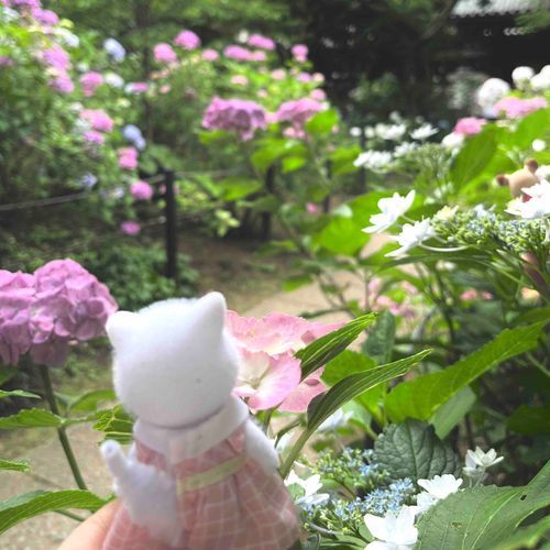 いろんないろのあじさい
