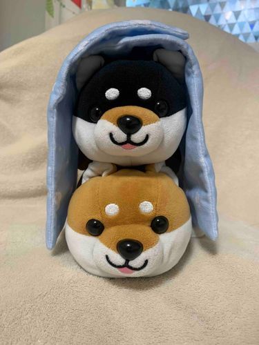 久しぶりだぽん！まめちゃんの飼い主さんは用事があってお出かけしてるから、今日はポンの家でお泊まり！！楽しいぽん！
