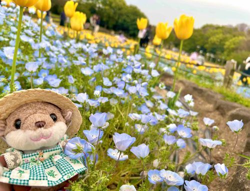 （主）が、はるふく、作ってくれた！！！ᥫᩣ  ̖́-
ふわふわ、わんぴーす、すてきでしょ？？✮*｡ﾟ
ネモフィラも、まんかい𓂃 𓈒𓏸◌‬