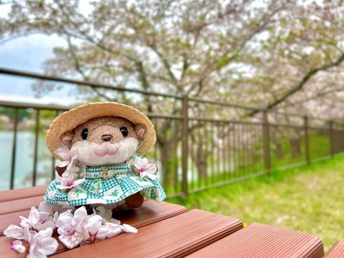 素敵な桜❀.*ﾟでしょ！