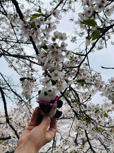 さくら みてきたよ🌸