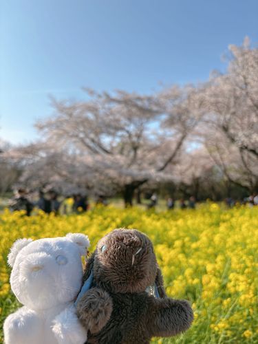 お花を見てきたよ