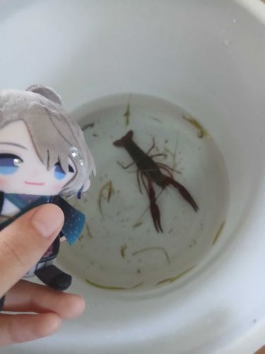 ザリガニさん！！！
……え？ザリガニさん？？？