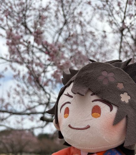 あるじとのさんぽたのしいのぉ
さくらがきれいじゃ‼️
