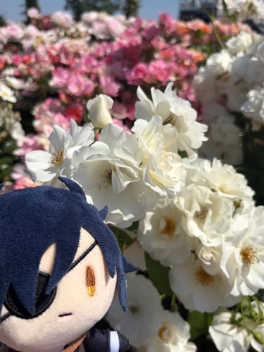 みてごらん！あるじ
しろいおはなだよ！
ここにはたくさんのあるじがにあいそうなはながあるね！