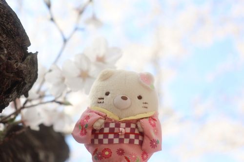 人生初のぬい撮りはだいすきなねこさんで❀*.ﾟ