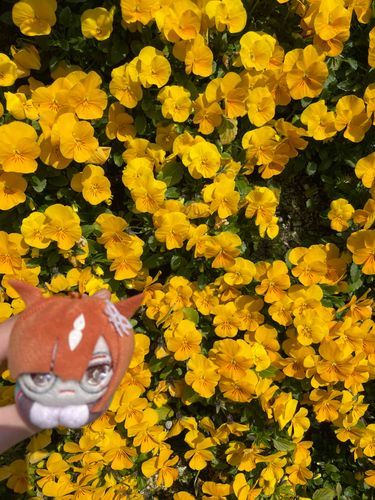 お花いっぱいだね〜