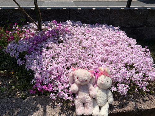 もこだよー🐰🎀
4がつのさいごのおやすみに、おかあさんのおとうさんのおうちにおとまりしたの🏠

4がつ26にちが、おかあさんのおかあさんのめいにち、ていうひだたから。おはかまいりもしたよ！
おしゃしんは、おうちのおにわでとたの📷😉しばざくら、ていうんだて🌸ぴんくがいぱーい🩷かわいよね😊