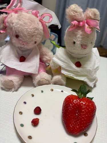 ことしのはる、おかあさんのおとうさんのおうちの、かだんでつくられた🍓💖
おおきさがぜんぜんちがうでしょ⁉️もこうさ子は、ちちゃいのたべて、それからおきいのもたべたよ😆💕
らいねんもこんなおきいいちごさんができたらいいのになぁ🍓😍