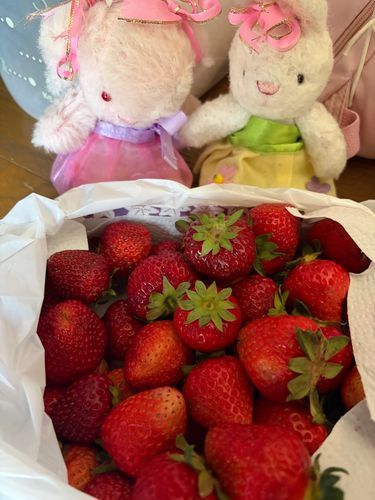 またまた🍓🍓✨🥺
いぱーい❣️🤩🤩

たのしうれしおいしかたよ🎶🐰🎀🐰