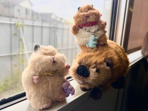 今日はビーバーパイセンとスーパービーバーのライブへ行くでち！
たのしみでち！🐹🦫✨