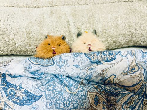 おやすみなさい、世界🌍🐹🐹🌛