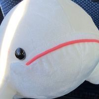 いるかちゃん