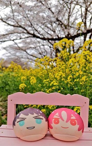 お花見したよ！
🌸の🩷と菜の花の💛