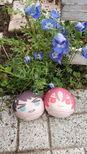 お花見💮
ネモフィラは一株でも存在感バッチリ！