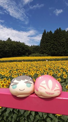 🌻畑だよ〜
５万株植えてあるって
壮観💚❤