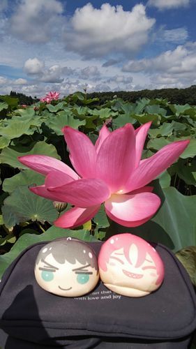 青空と☁と大きい蓮の花
綺麗✨️

