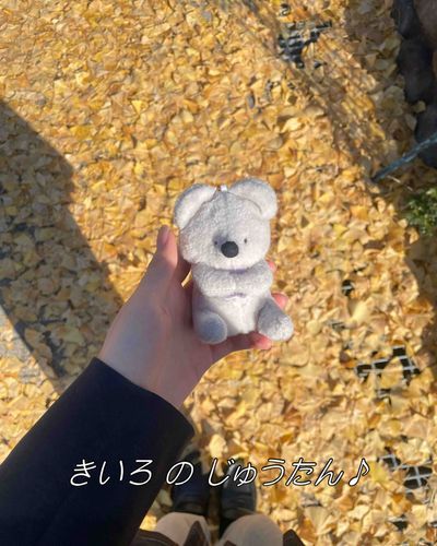 いちょ きれい だね🍂