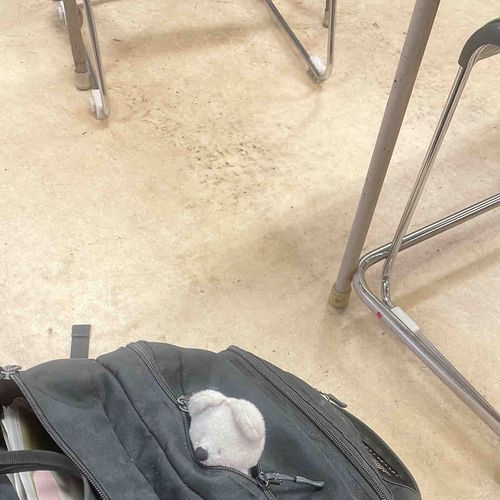 ひょこっ(がっこ つぃてきた ししし)