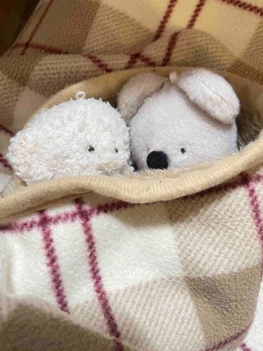 さむ すぎ て うごけ ない🐶🐨