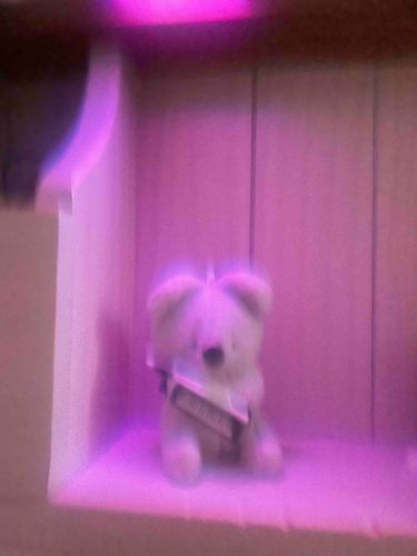 あらぶる あかちゃ こあら