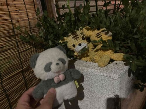 植え込みに紛れていたトラさんたちと写真を撮りました