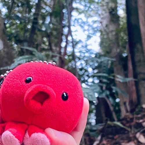 ジャングルの奥地を訪れたたこやん探検隊の行方は一体…………
的な一枚でつ！🌱‬‪🌱‬‪🌱‬‪