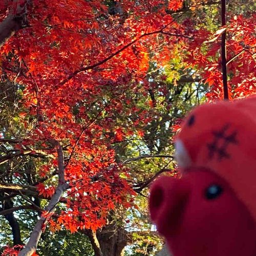 ちょっと前の紅葉でつ🍁
葉っぱちゃんが綺麗に真っ赤でつ！
来年も、たこやんレッドな公園に遊びに行きたいでつ〜！