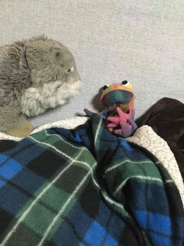 カエルさんと喋っているの！