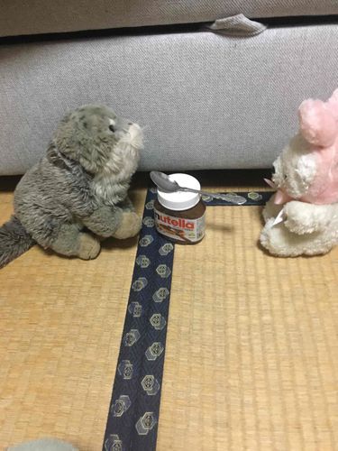 飼い主さんに内緒でヌテラ食べるの( ^ω^ )
