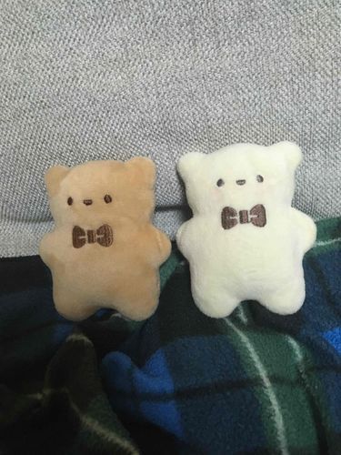 新しい家族がきたー！！(もこ)