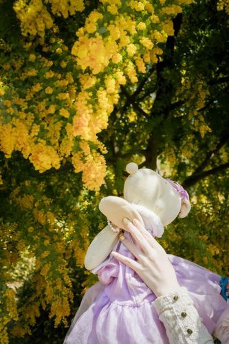 ミモザがきれい✿ﾟ❀.(*´▽`*)❀.ﾟ✿