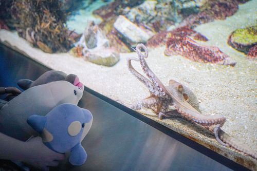 タコのお写真を撮っていたら、イルカくじの子達にタコを見せてあげている人がいてほっこりした( *¯ ꒳¯*)