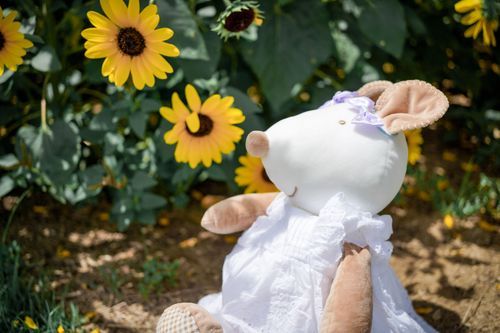 ひまわりもたくさん見たよ〜〜🌻⑅ᵕ̈